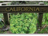 Легализация в Калифорнии в 2014 году, похоже, отменяется