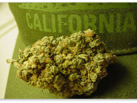 Сколько травы выращивается в Калифорнии ежегодно? И какова ее стоимость?