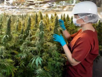 Канада: На всех конопли не хватит