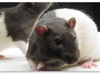 Исследование: ТГК предотвращает повреждение мозга в опытах на крысах