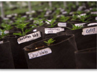 Влиятельная общественная группа выступила за легализацию медицинской марихуаны в США