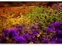 Политики Колорадо решают судьбу средств собранных с конопляных налогов