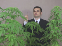 США: Любители конопли живут лучше, чем ее противники