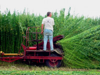 Текстильная промышленность РФ хочет коноплю