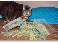 Прежде чем выбрасывать марихуану, залейте ее кошачьими испражнениями и водой