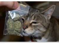 Сканк, куш, хейз: на что похожи эти запахи конопли?