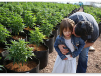 Лекарство из конопли против детской эпилепсии: Поиск юридической лазейки