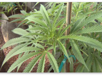 12,000 детей, больных эпилепсией, будут обеспечены медицинской марихуаной в 2015 году