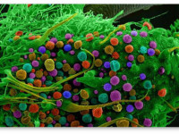 Чуешь, чем пахнет? 10 главных терпенов конопли