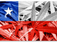 Чили: По указу президента, конопля исключена из списка запрещённых веществ