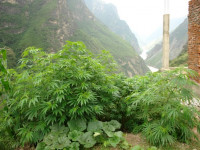 Китай: Конопляная супердержава