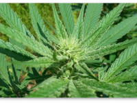 Что такое каннабигерол (КБГ)?