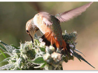 92% калифорнийцев, употреблявших медицинскую марихуану, говорят, что она им помогла