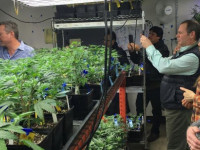 Уроки конопляной индустрии Колорадо: Не ждите помощи, приготовьтесь к вони, забейте на техническую коноплю!