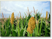 Штат Айова: Медицинской марихуане - да, рекреационной - нет