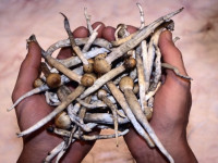 США: Американцы поддерживают лечение галлюциногенами