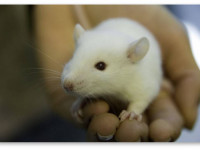 ТГК помог лабораторным крысам вылечиться от морфиновой зависимости