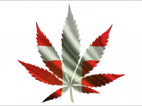 Дания: Четырехлетний эксперимент с медицинской марихуаной