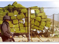 США: Неужели Агентство по борьбе с наркотиками готовится пересмотреть статус конопли?