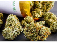 США: DEA впервые в истории одобрило исследование медицинской марихуаны