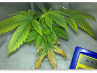 Дефицит магния и кальция: Как их распознать и устранить