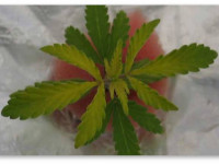 Определяем проблему конопли по симптому: Дефицит серы