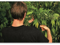 Обрезка ветвей и дефолиация (обрывание веерных листьев)