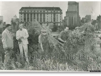 А ведь когда-то конопля росла прямо на улицах! (фото)