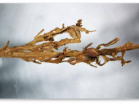 Китай: В древнем захоронении найдены растения конопли