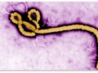 Марихуановая компания купила домен Ebola.com за $200,000