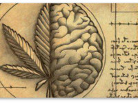 Эндоканнабиноидная система (ЭКС) - основа вашего здоровья