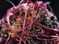 Секрет фиолетового цвета в конопле и способ его сохранения при экстракции