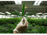 В Канаде запретили рекламировать медицинские свойства марихуаны