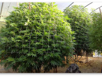 Эпоха конопляной генной инженерии уже не за горами