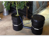 Гидропоника своими руками: 2-ведерная система ДВЦ