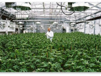 Вывод Глобальной комиссии по вопросам наркополитики: Взять под контроль - путь к эффективной наркополитике