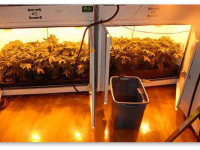 Готовый гроубокс или палатка для начинающего гровера Готовый гроубокс или палатка для начинающего гровера