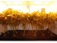 Гроутент или гроубокс, а если бокс, то готовый или самодельный?