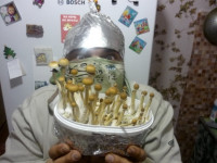 Религиозность изучат с помощью псилоцибина