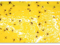 Как избавиться от грибных комариков