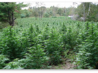 Готовимся к ауту. Особенности выращивания конопли в открытом грунте