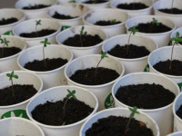 Срочная новость: Обыск в офисе, где грузинская партия “Гирчи” посадила коноплю