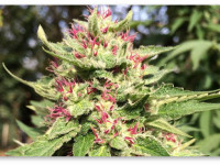 Вермонт: Сенат даёт зелёный свет легализации конопли