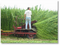 Эра промышленной конопли начинается в Колорадо