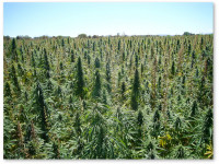 На рынке технической конопли царит неопределенность