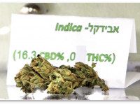 Какие сорта конопли содержат больше всего КБД?