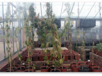 Великобритания: Суд отпустил гровера на свободу из-за "чахлых" растений