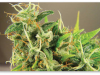 7 хороших привычек успешного гровера