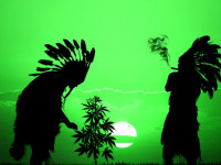 США: Индейцы намерены выйти на рынок конопли