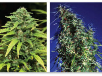 Правда о сативе и индике: New shit has come to light (C)